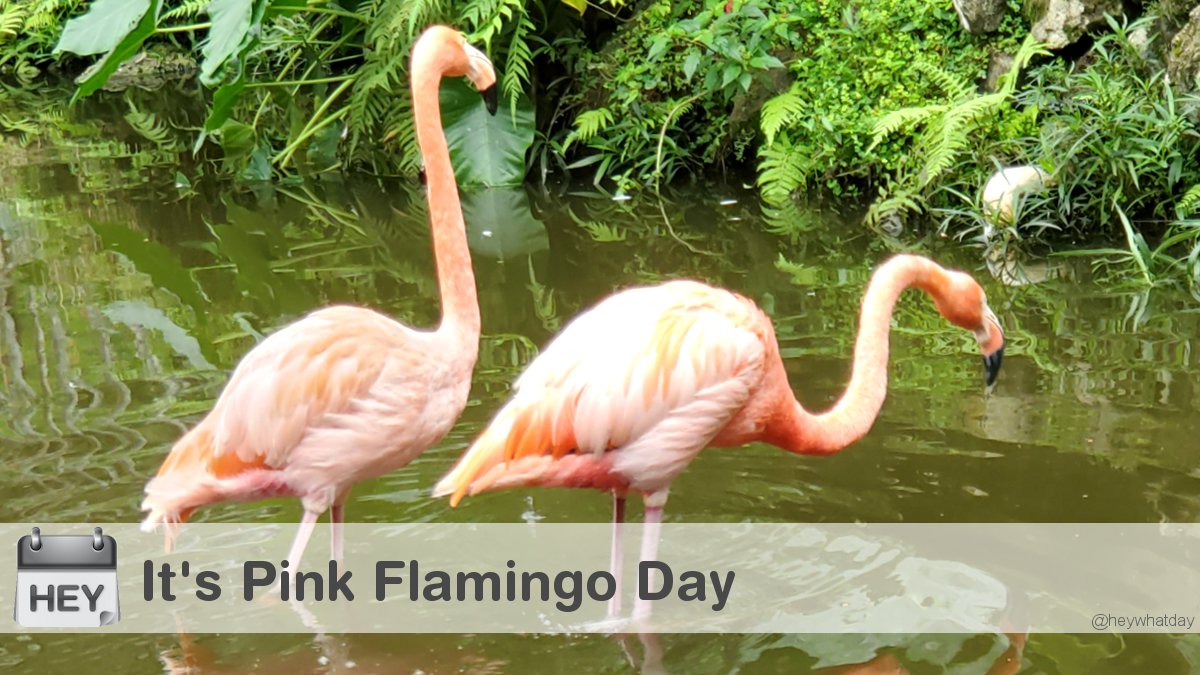 It's Pink Flamingo Day! #PinkFlamingoDay #NationalPinkFlamingoDay #Flamingo