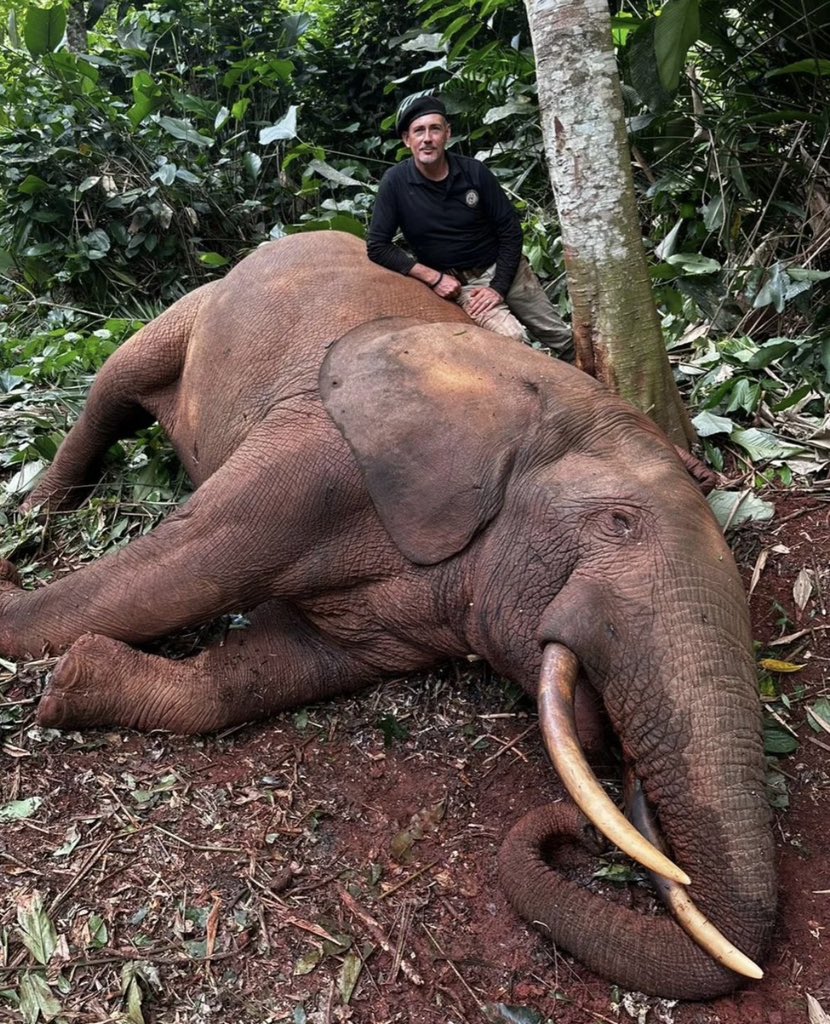 The slaughter of the critically endangered forest elephants in Cameroon continues. Mayo Oldiri Safaris & PH Herve Houdebine don't give a shit. Absolutely shocking. 🤬RT
#BanTrophyHunting
 @SARA2001NOOR @Angelux1111 @Gail7175 @DidiFrench @Lin11W @PeterEgan6 @CWitvrouwen