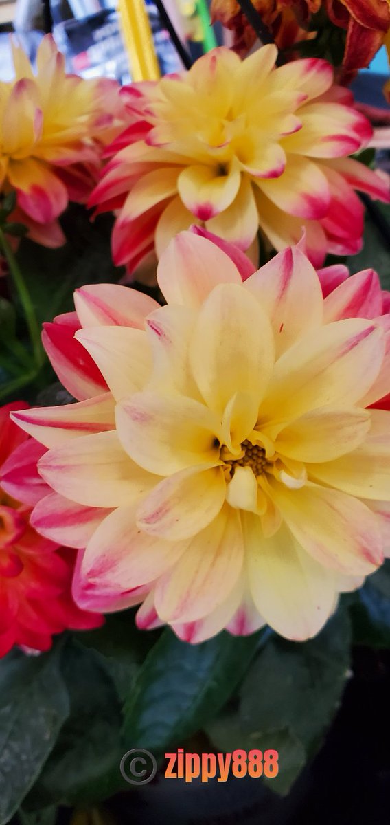 zzippy888's tweet photo. @indian_pitta #Dahlia #flower #flowerphography https://t.co/qIywrKAjYz
