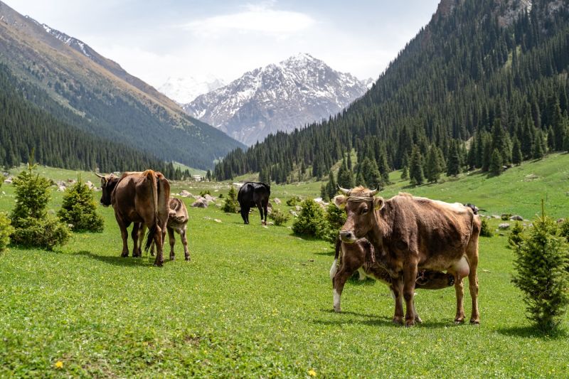 $250/mo is the average salary in #Kyrgyzstan: amazing nature, low prices compared to Europe. curious about local developer #salaries...

more from KG: instagram.com/edititov/