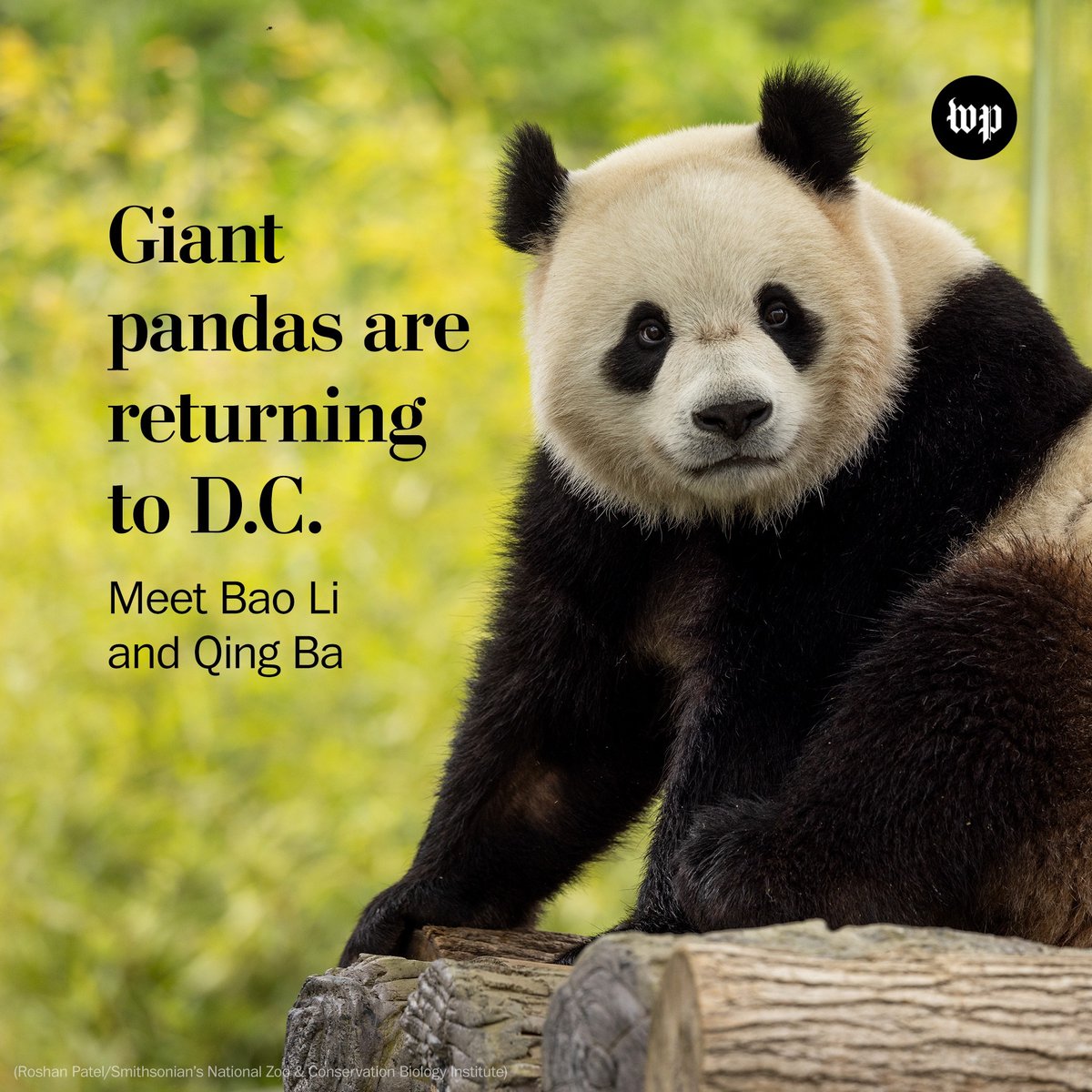 washingtonpost's tweet photo. Giant pandas are coming back to Washington.

The Smithsonian’s National Zoo announced Wednesday that two new giant pandas — Bao Li, 2, a male, and Qing Bao, 2, a female — will be arriving from China later this year. https://t.co/C4Q1IESo02 https://t.co/he4w1RMLtE