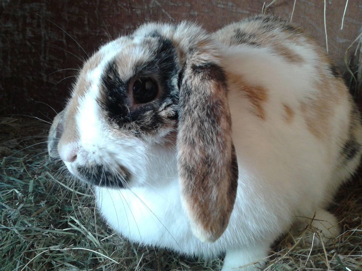 RADFORDDENISE's tweet photo. #GeneralElection Animal #rescues are inundated with #pets that people can’t afford. We are in an #AnimalWelfare crisis. Will #Conservative #Labpur #LibDem remove or reduce #VAT on #VetBills to help owners. @RSPCA_official @The_Blue_Cross @DogsTrust @CatsProtection @NationalEWC https://t.co/escZzJ2dhF