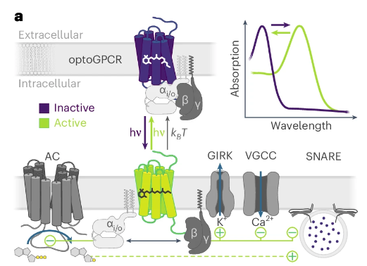 Nature Methods (@naturemethods) on Twitter photo PdCO is a switchable optogenetic tool for inhibiting synaptic transmission in neuronal terminals in vivo, as demonstrated in a variety of contexts mainly in the mouse.
<a href="/OferYizhar/">Ofer Yizhar 💔</a> @JWietek <a href="/WeizmannScience/">Weizmann Institute</a>
nature.com/articles/s4159… PdCO is a switchable optogenetic tool for inhibiting synaptic transmission in neuronal terminals in vivo, as demonstrated in a variety of contexts mainly in the mouse.
<a href="/OferYizhar/">Ofer Yizhar 💔</a> @JWietek <a href="/WeizmannScience/">Weizmann Institute</a>
nature.com/articles/s4159…