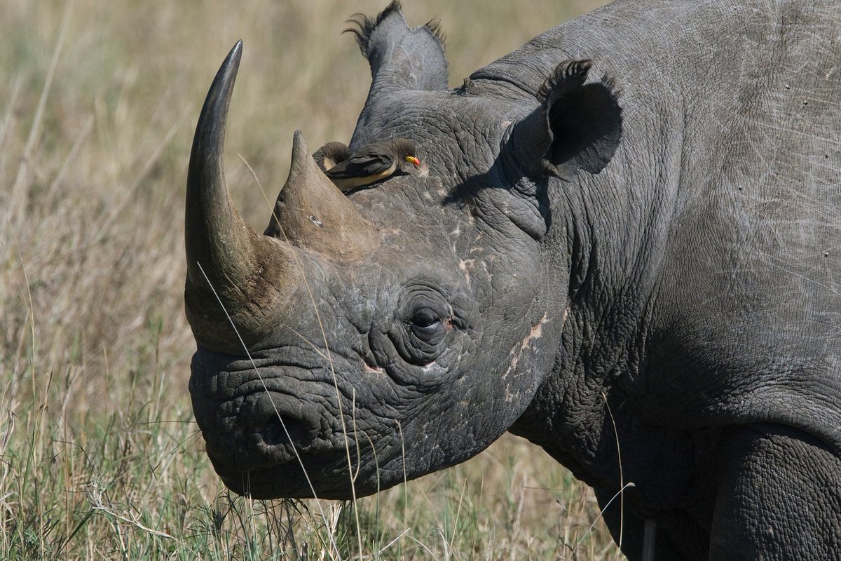 #FakeSafariFacts If you are gored by a rhinoceros while on a safari excursion, as long as you don't die, you will have 7 years of good luck.