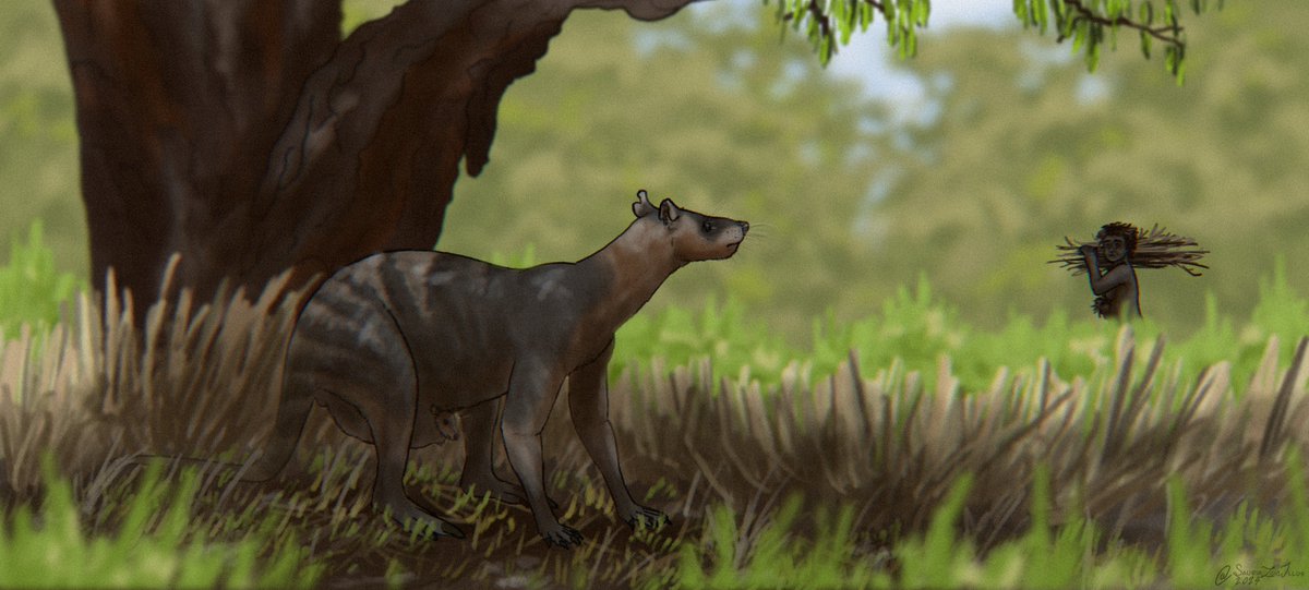 Protemnodon viator was a large quadrupedal kangaroo which inhabited Australia from the Pliocene to the late Pleistocene

this #ReconciliationWeek, I want everyone to remember something (🧵):