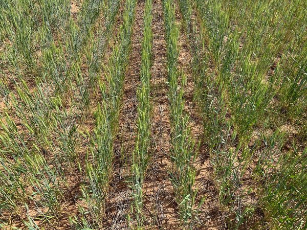 Harvesting short, thin #wheat can be challenging. Special attention must be paid to cutting height, machine adjustments, and operator control. Farmers must balance maximizing harvest efficiency with preserving crop residue. bit.ly/4dRF20p