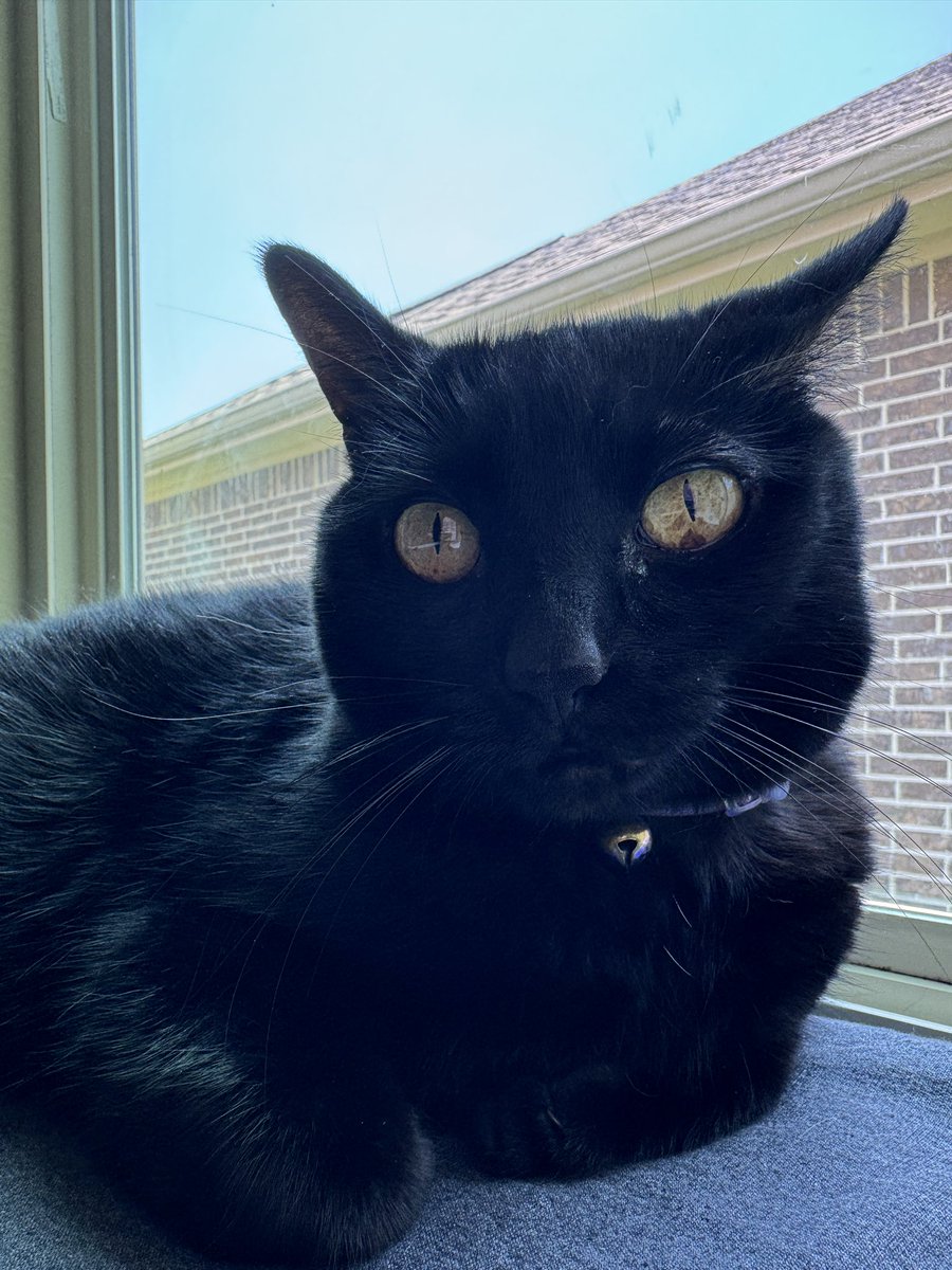 Alanis King tweet media