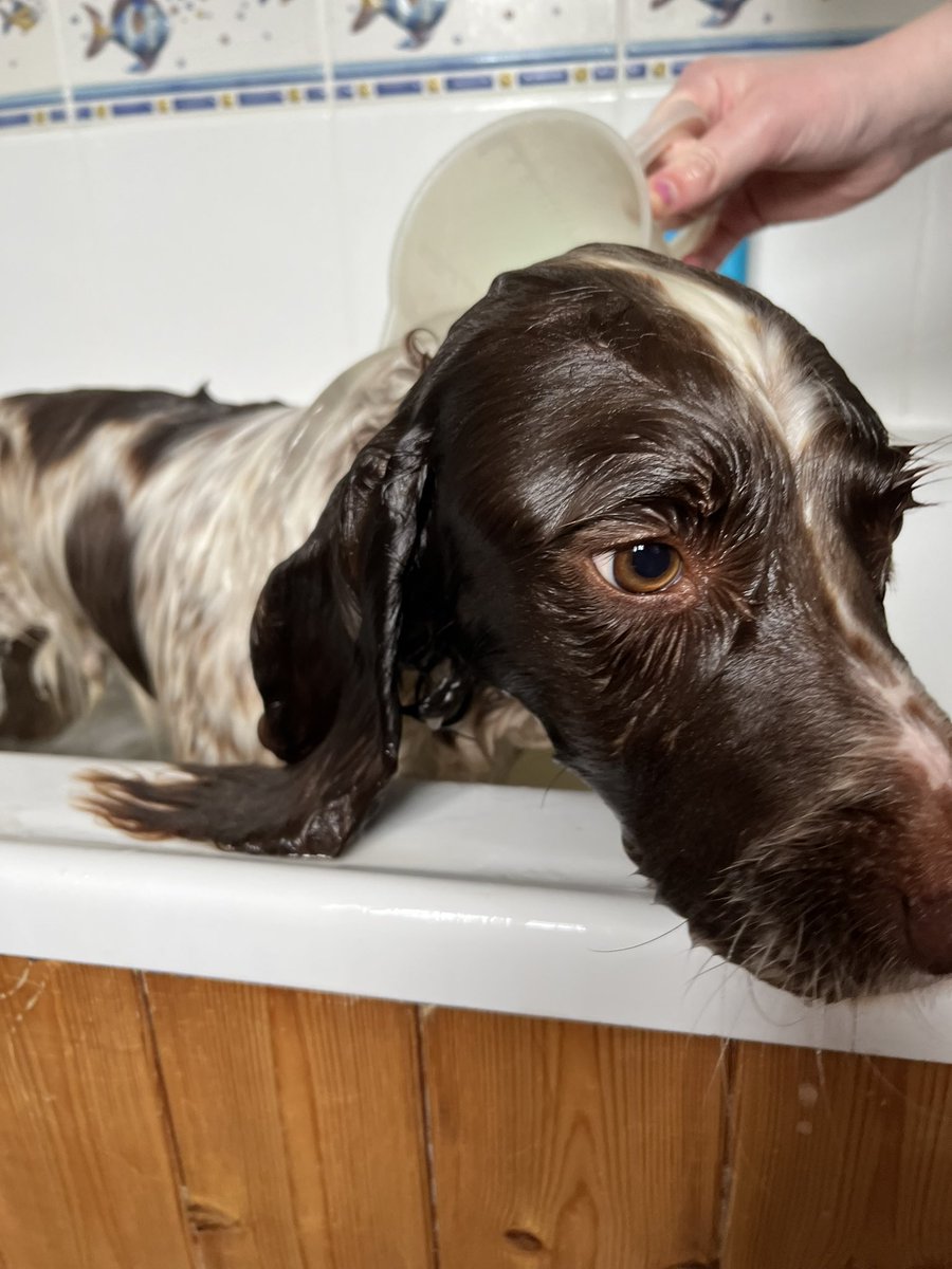 Sephlu_May tweet media