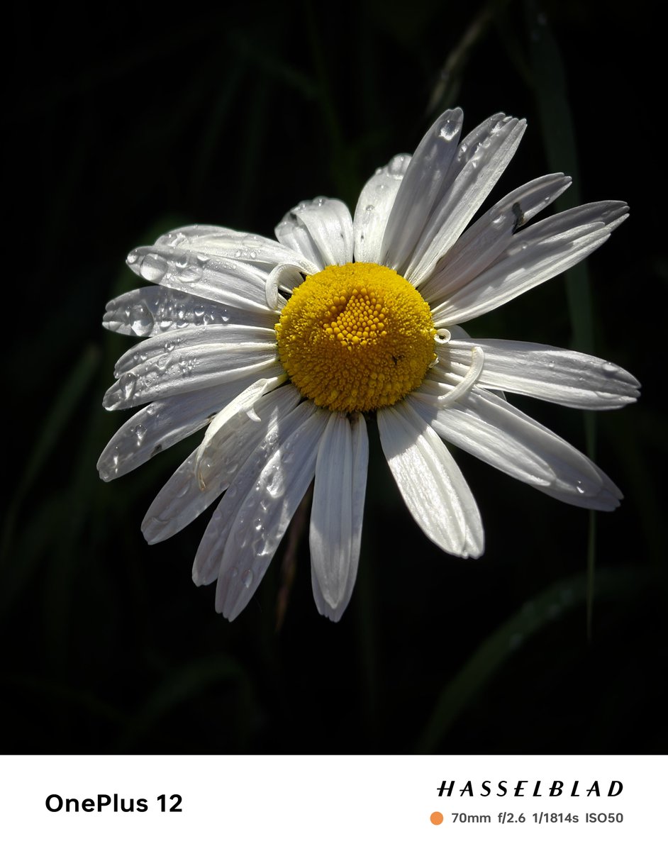 A daisy beams, bright and bold, 
A center like sunshine, kissed by gold.

#ShotOnSnapdragon
#ShotOnOnePlus