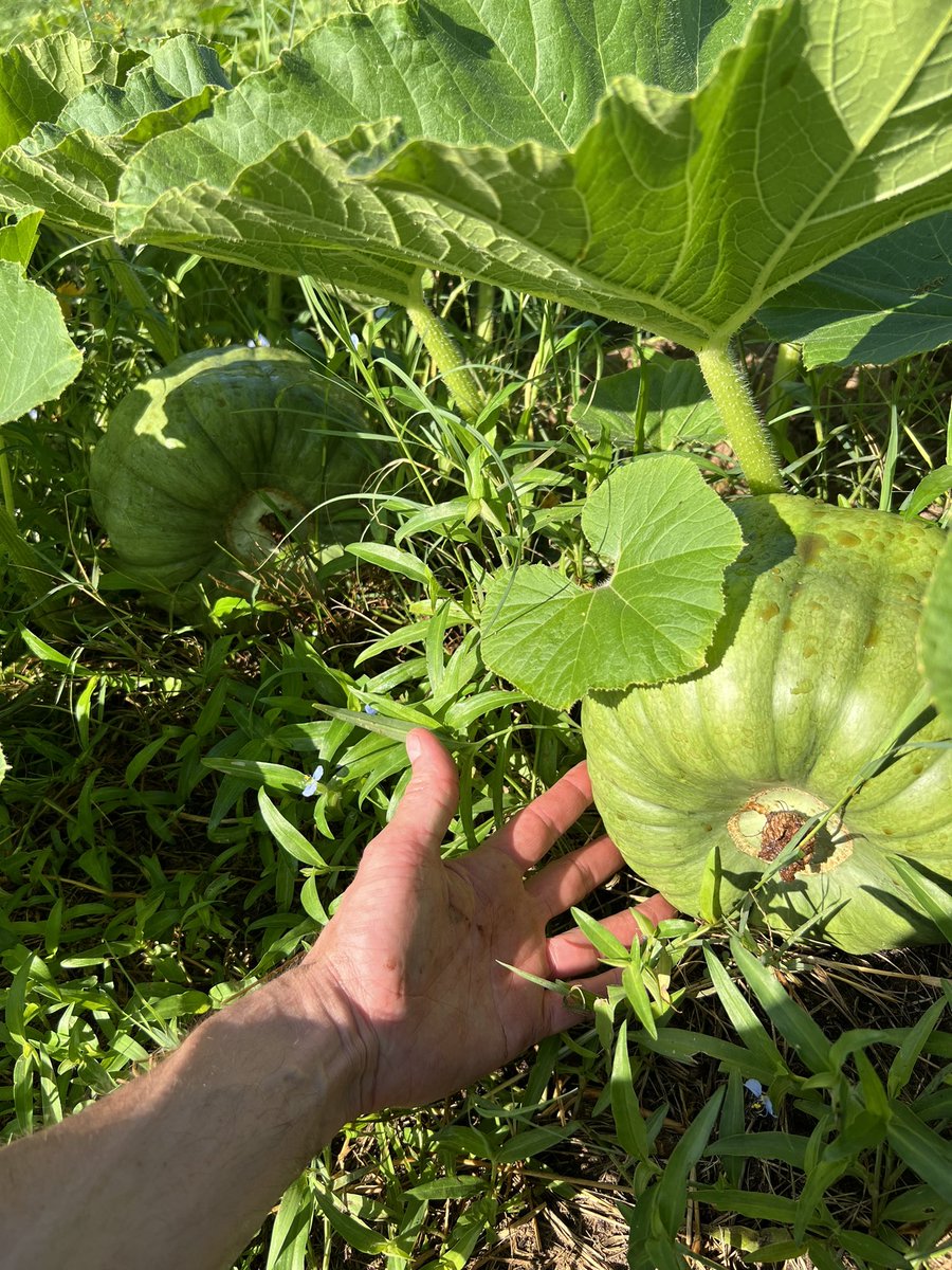 MattPowersSoil's tweet image. Here’s a keeper - big heavy winter squash fruit every 2 feet of vine. This is all the same plant. #seedsaving