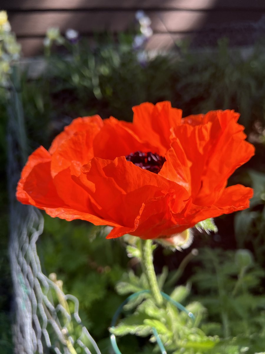 My neighbor, Miss E., texted to let me know that the poppies have popped and omg, I can’t even tell you just how beautiful they are! 😃👇