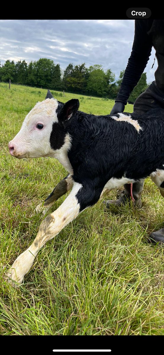 Proof Agritxt always go above and beyond the call of duty 💪🏻 Yesterday evening, while doing a pre audit farm visit, our field agent lisa got stuck in helped the client calve a cow and welcomed this  calf into the world.  For normal bord bia paper work give us a shout.