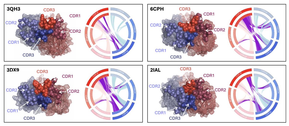 Martina_Milig's tweet photo. New preprint!

We investigated the molecular interactions between the TCR CDR loops and find that these may be important in shaping TCR specificity and sequence

https://t.co/bvnZMPr2LR https://t.co/hWAreprfiP