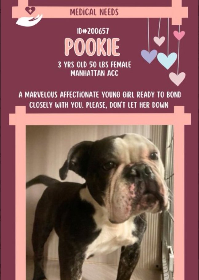 Pookie New Intake #NYCACC nycacc.app/#/browse/200657 🚑#Medical though ACC has not posted her issue🙄 #AdoptMe #RescueMe Pookie is shy & very sweet Looking for a home w/ TLC, time & love to give