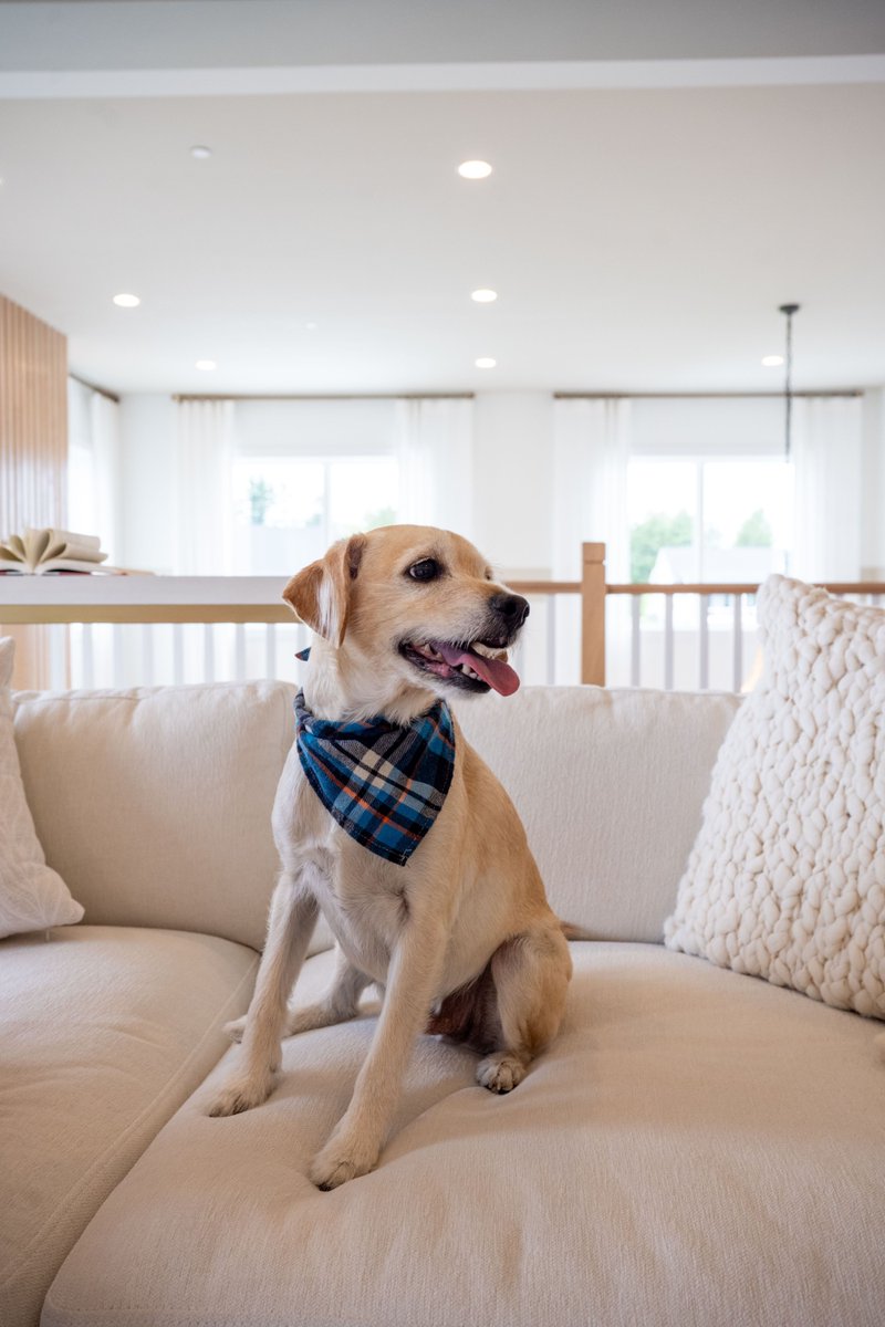 Home is where our pets are. Discover flexible and open-concept floor plans designed with your lifestyle in mind, including welcoming spaces for every member of the family. Start your search for your dream home today: bit.ly/4bI2Zp5