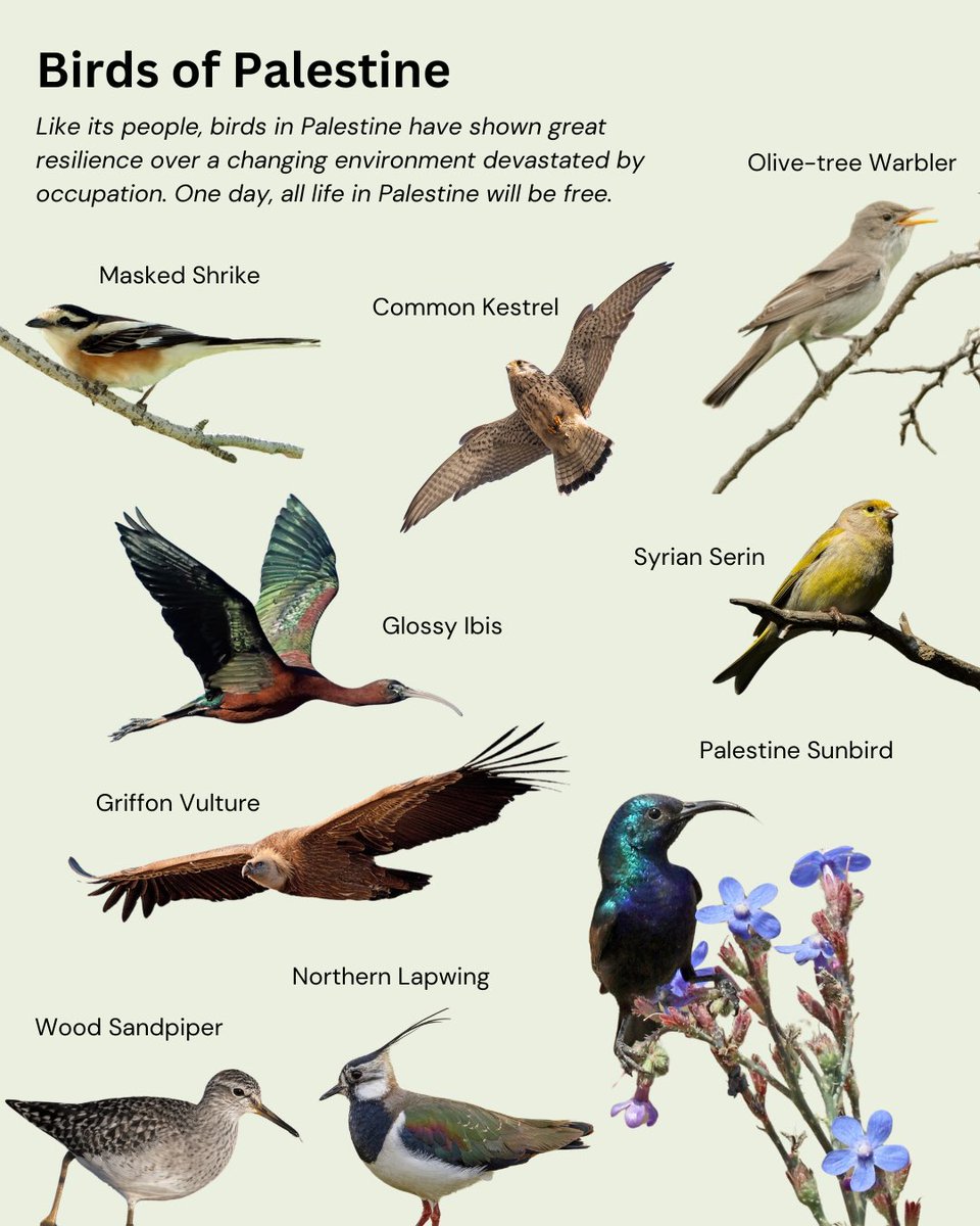 The more I am learning about the Palestinian struggle, the more I discover about its abundant biodiversity. So, I made this to highlight some of the birds found in Palestine. One day, all life in Palestine will be free. 🇵🇸