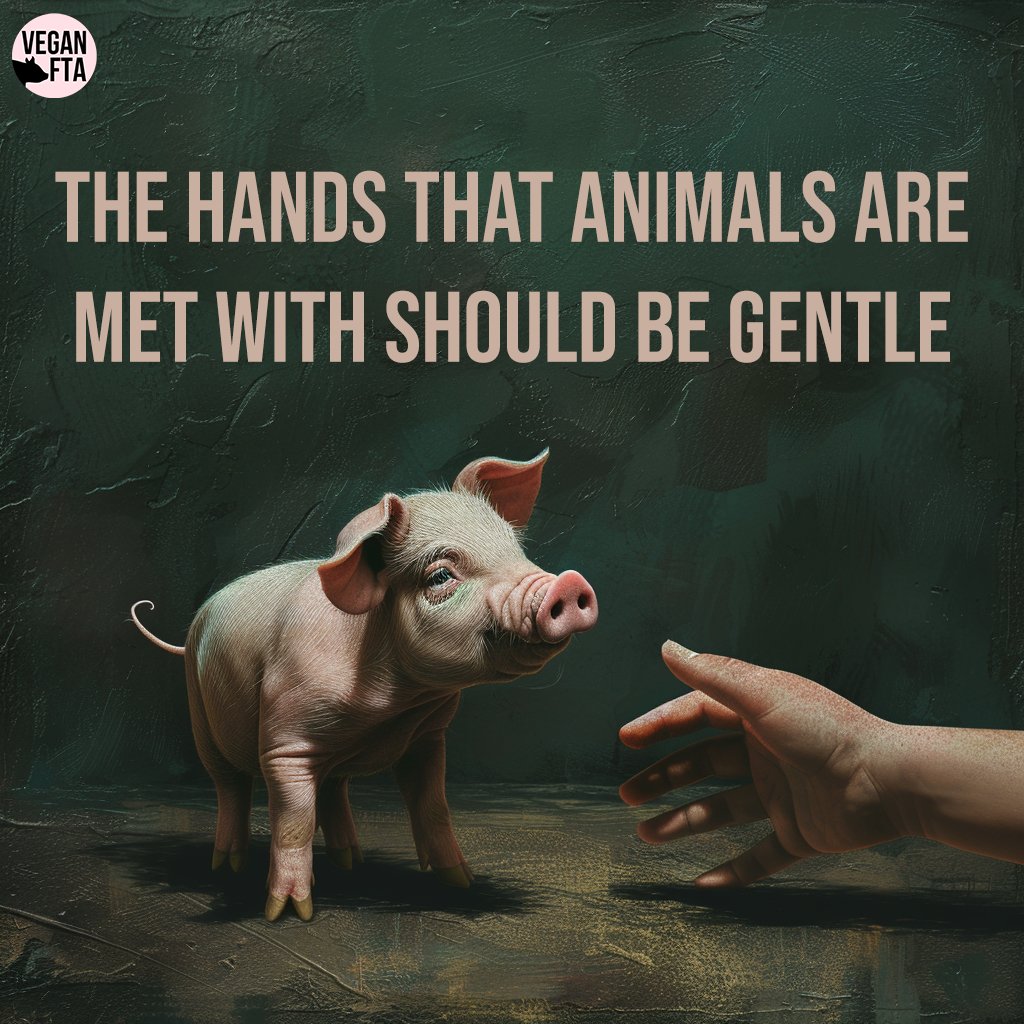 But more often than not, they aren't. How would you treat this baby? 🐷💔 Go vegan! 💚 👉️ Join us in growing the vegan movement! Every donation made will be doubled by a generous donor: veganfta.com/double-your-do… 🎨: VeganFTA #pigs #cuteanimals #piglet #veganism #vegan