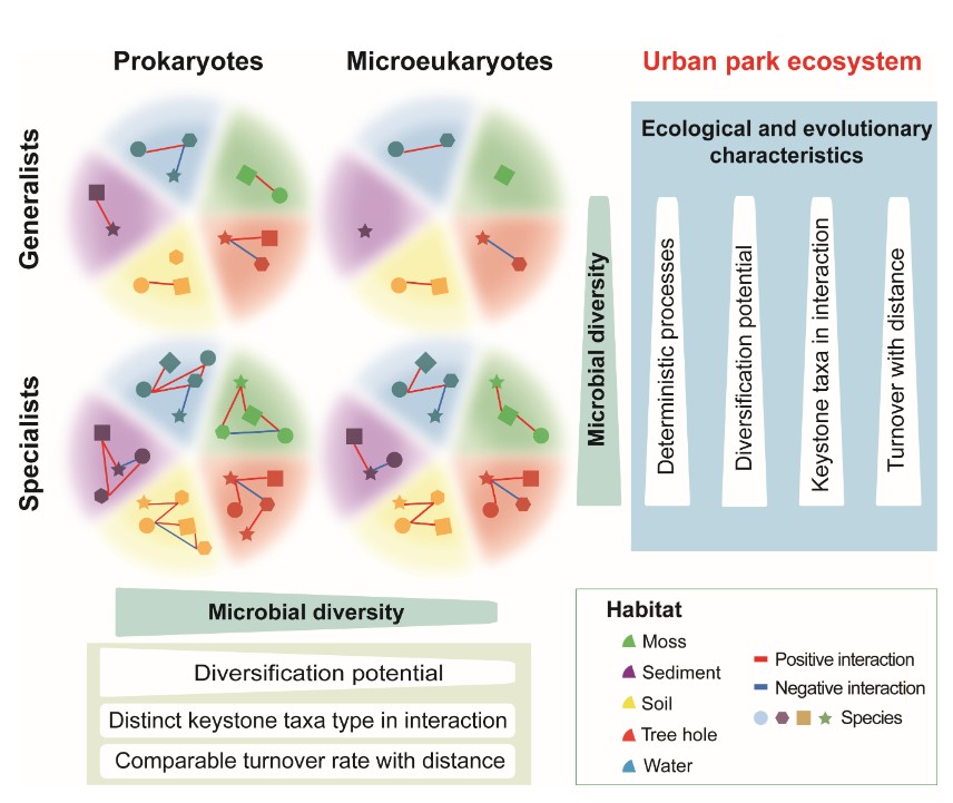 Urban parks, which play essential roles in ecosystem services, are full of microbes. In #mSystems, scientists find that different ecological and evolutionary drivers shape microbial habitat generalists and specialists in urban park ecosystems. Learn more: asm.social/1Tk