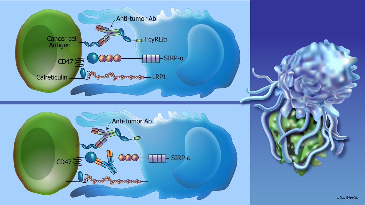 Medillustrates's tweet image. Interaction of an APC with a cancer cell, illustrated by Lila Strohl.

Explore more of her work: buff.ly/2NoUGcq 

#cancercell #cancer #oncology #biotech #cellbiology #molecularbiology #medical #illustration #medicalillustration #scientificillustration #medicalillustrator
