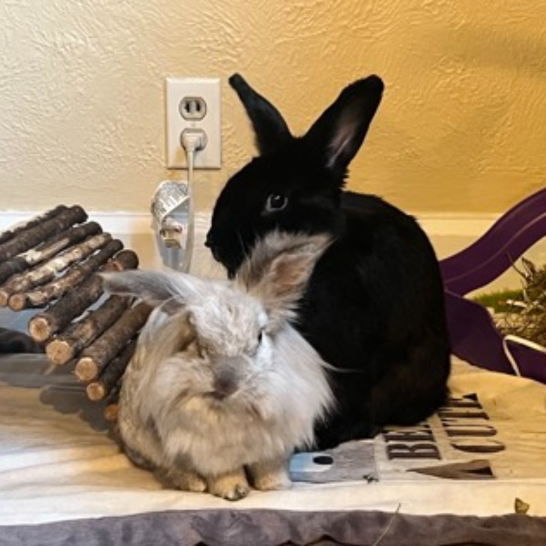 Parker & Bella are a pair of sweet bunnies who are quite attached to one another. These two couldn't imagine life without each other so we are looking for a loving home where they can stay together. kwsphumane.ca/adopt/small-an…