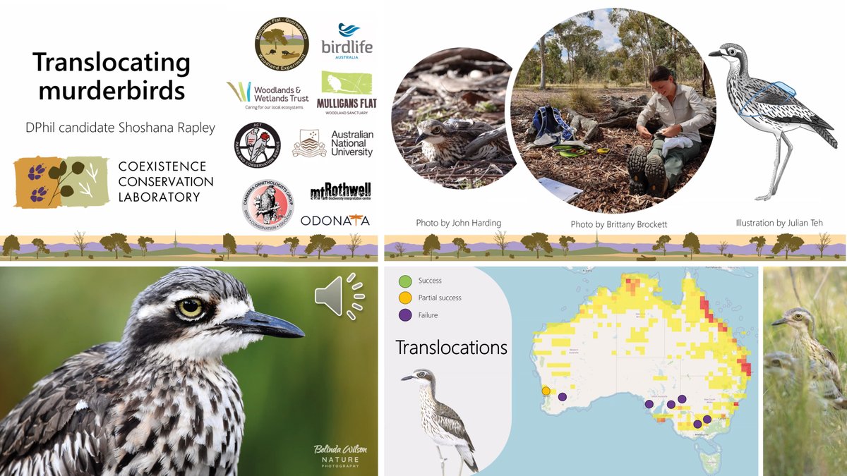 WildCRU, Oxford (@wildcru_ox) on Twitter photo Bird nerd & visiting PhD student <a href="/shobird/">Shoshana Rapley</a> gave a fascinating talk at WildCRU today on #reintroduction of Bush Stone-curlews in parts of S. Australia where the #birds’ populations have plummeted. From site selection to behaviour studies, head-starting, use of detector dogs & more. Bird nerd & visiting PhD student <a href="/shobird/">Shoshana Rapley</a> gave a fascinating talk at WildCRU today on #reintroduction of Bush Stone-curlews in parts of S. Australia where the #birds’ populations have plummeted. From site selection to behaviour studies, head-starting, use of detector dogs & more.
