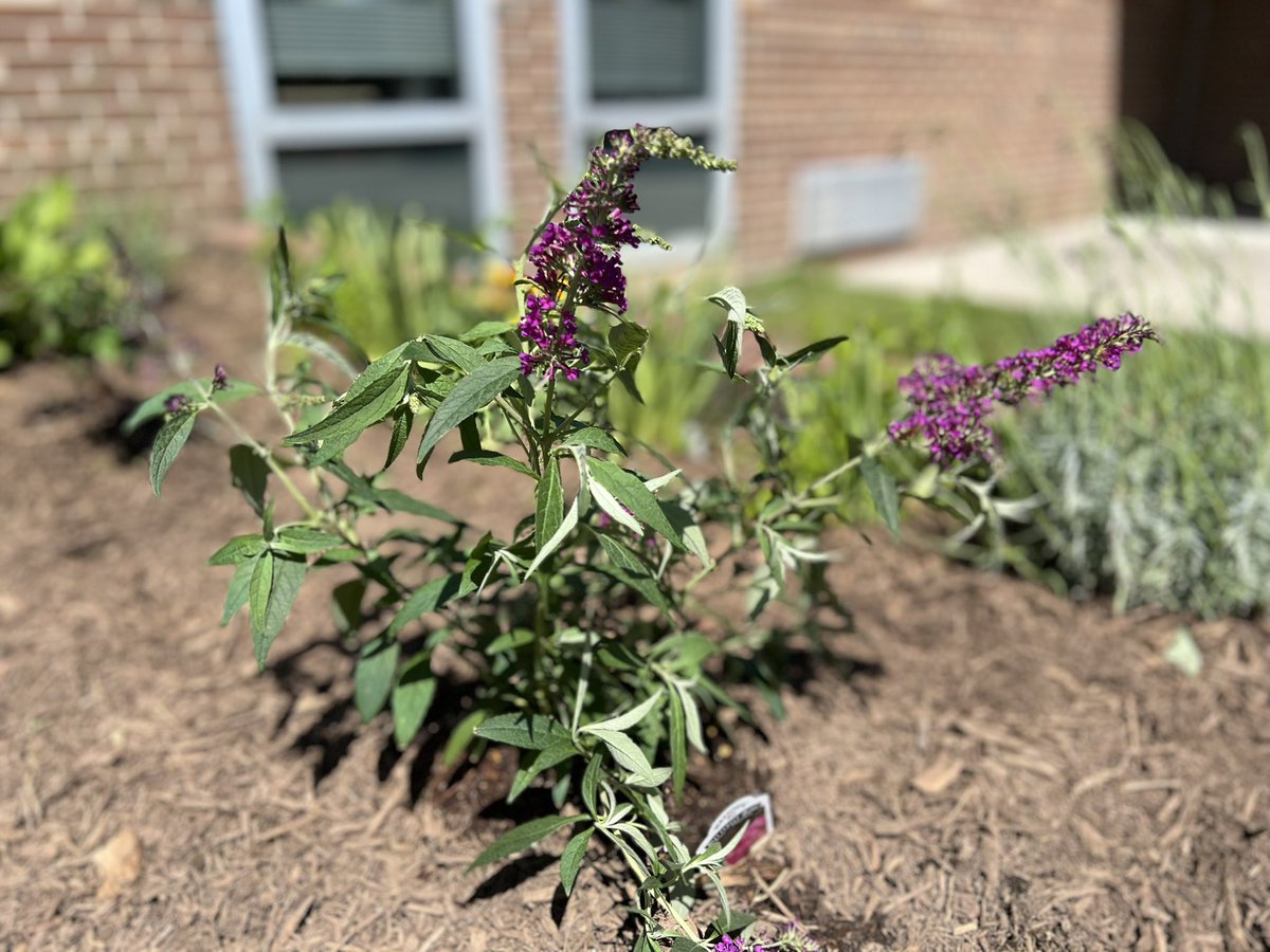 Hayfield Gardening Club tweet media