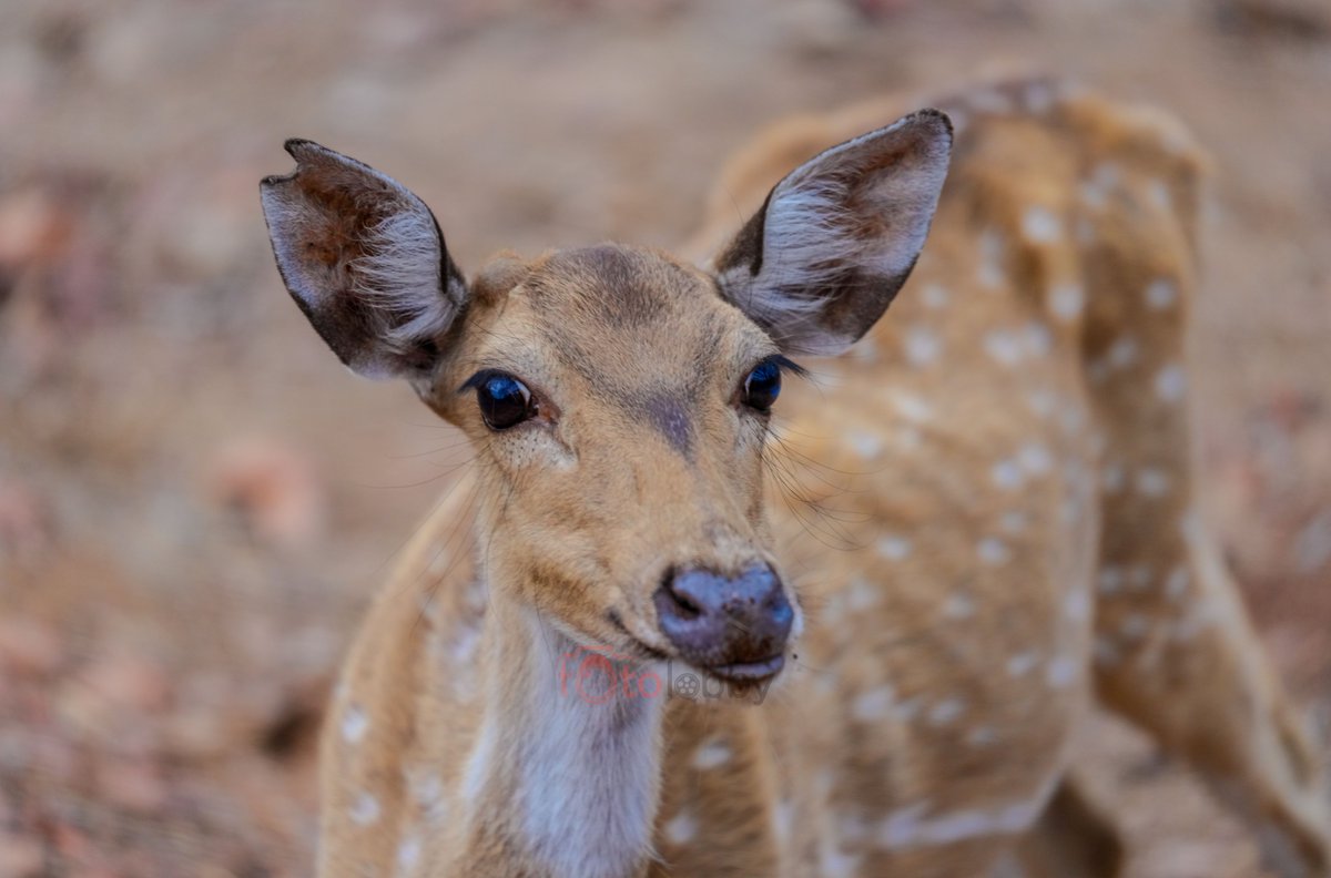 · Don’t judge someone by their mistakes but on how they fix them
#fotolobby #sonyalphain #natgeo #Travelgram #deer #babydeer #spotteddeer #Travelholic #Travelbook #trending #fyp #Traveller #viralimages #Travel_Captures #Instatravel #SeeTheWorld #TravelTheWorld #TravelAddict