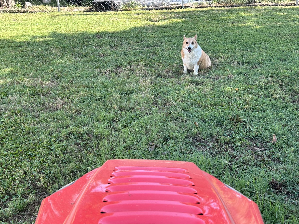 Can’t mow without Kyla supervising. #corgicrew