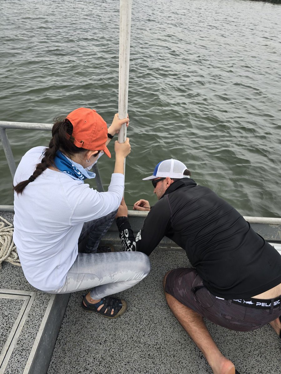 movecology's tweet image. Last week our team deployed 12 acoustic receiver stations to start tracking the movements of juvenile elasmobranchs (e.g. sharks and rays) in Texas estuaries #trackingnotslacking #research