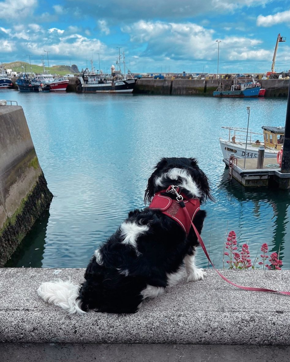 Missy waiting for the Seals to Appear ❤️❤️❤️ #howth #dublin #ireland #hiddenhowth #dublincoastaltrail #dogsoftwitter
