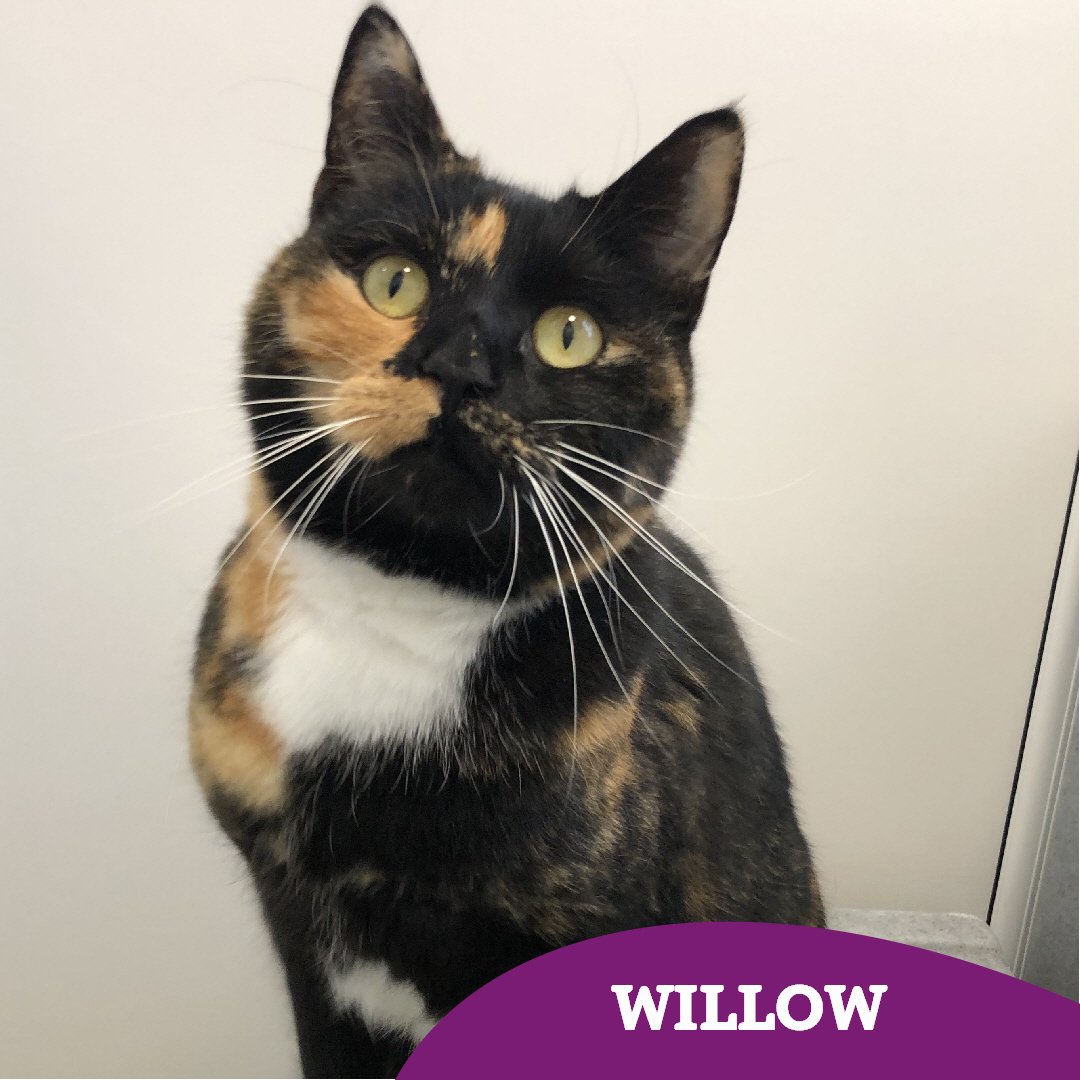 CatsTyneside's tweet image. 2 year old Willow is just the sweetest 😻

She's bursting with love, she just needs to find a #fureverfamily to call her own 🥰 Could that be you?

Find out more 👇🏻 
cats.org.uk/findacatform/?…