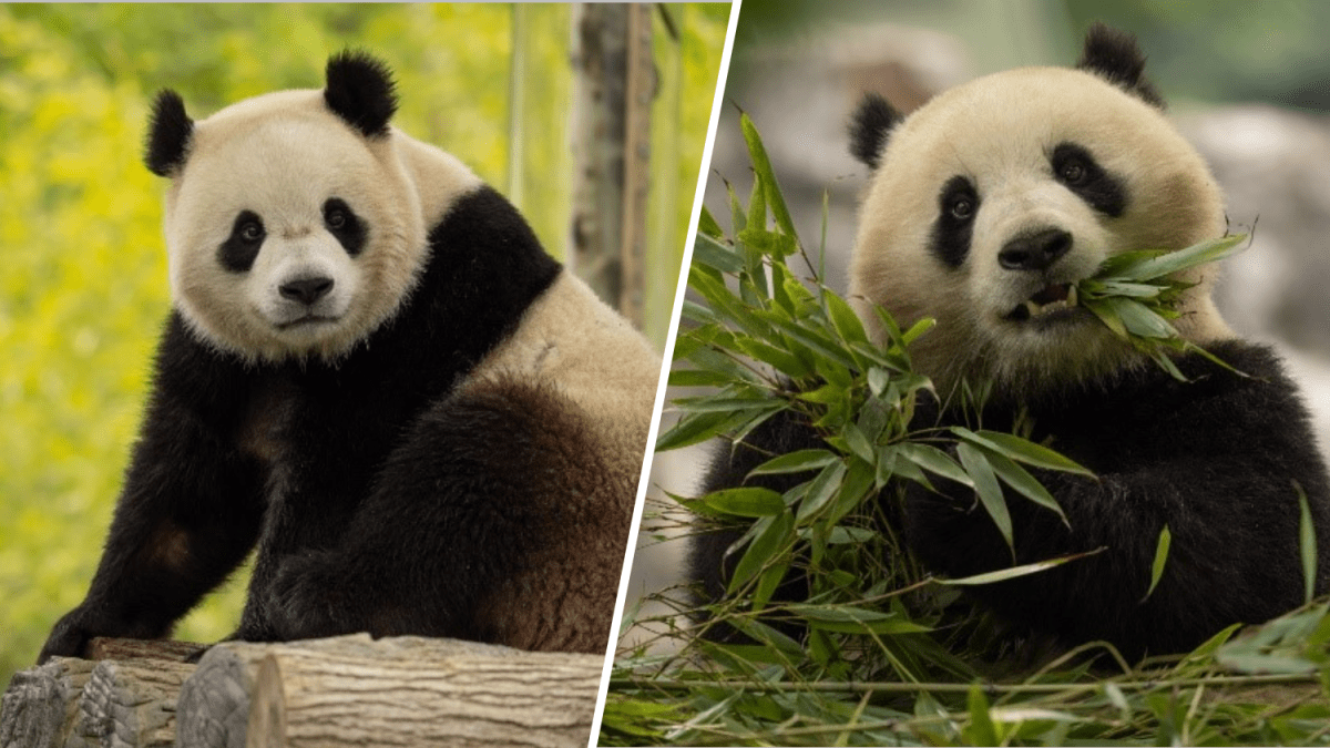 Giant pandas are set to return to the National Zoo in Washington, D.C., by the end of the year, officials say. nbcbay.com/xXSnp5D