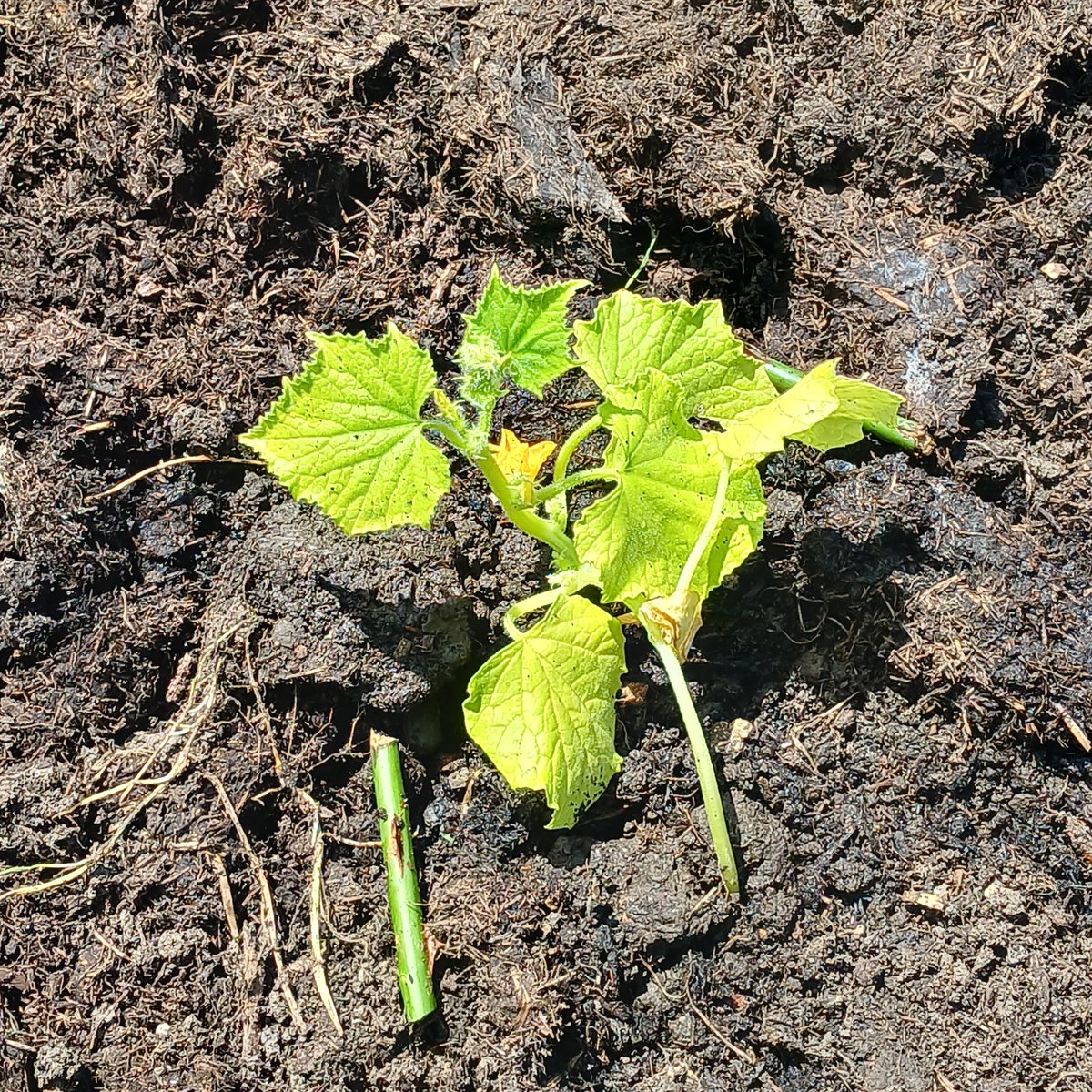 Planting perpetual spinach at the allotment and some more runner beans and dwarf beans, planted some onions in with the strawberries to hopefully prevent the slugs from feasting @InnovateTrust @TNLUK @TNLComFundWales #growyourownvegetables #climate #sustainablestepswales.