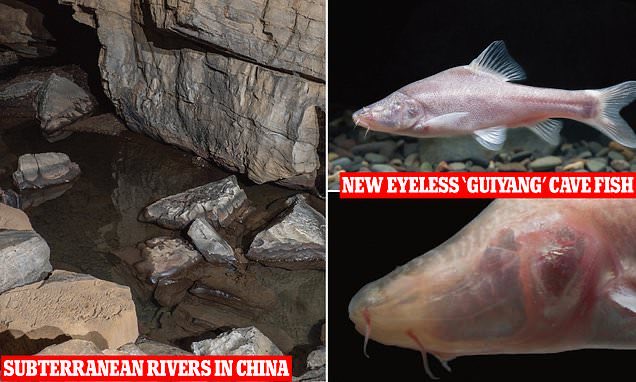 A pinkish, eyeless fish discovered in an underwater cave deep in the Wujiang River System's underground streams, which is blind with its eyes appearing as black dots under its skin. Some appear to have weak vision & could offer exceptional cases for evolutionary studies -
