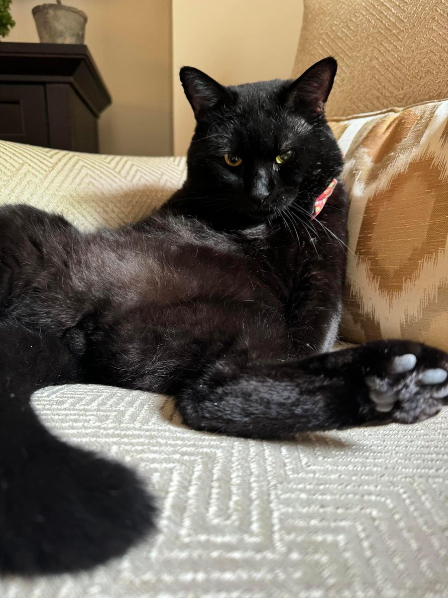 SoftSide1's tweet image. Us: new Soft Side spokescat Chonk has been through so much - being abandoned, surviving on the street, getting rescued and joining us - we hope he knows he’s home and safe and can trust us…

Chonk: