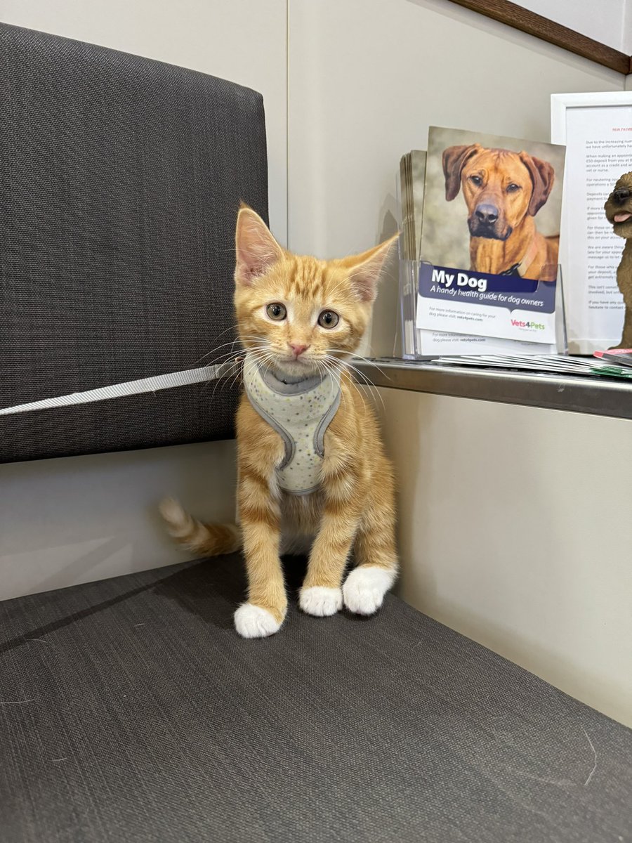 Simba payed us a visit today for his 1st vaccination 🐈🐈👍👍 

#VaccinateYourPets #Vets #Vets4Pets #Guildford #Cats #Kittens