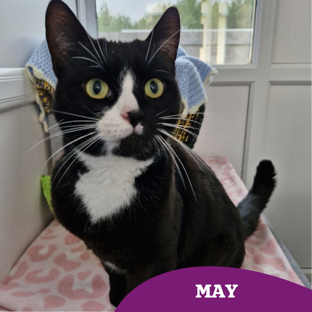 6 year old May is looking to fly solo & be the centre of everyone's attention in her #fureverhome 🏡

May thrives on human interaction, and absolutely loves cuddles 🥰 does she sound purrfect for you? 

Find out more 👇🏻 
cats.org.uk/findacatform/?…