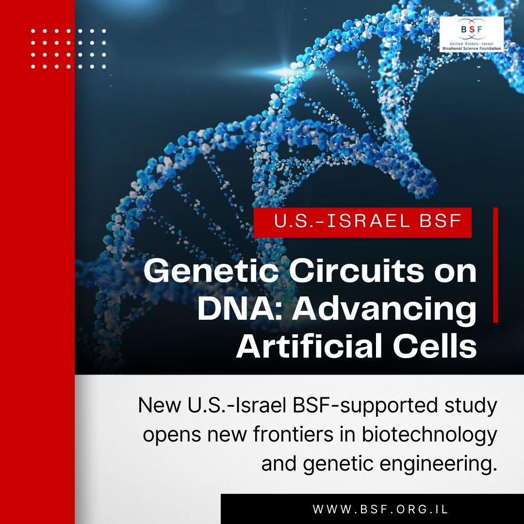 usisraelbsf's tweet image. 🧬In a recent BSF-supported study, U.S. and Israeli scientists made major strides in genetic engineering by constructing genetic circuits directly on DNA molecules. This breakthrough paves the way for advanced #artificialcells and #biotech innovations. 🔗phys.org/news/2024-02-c……