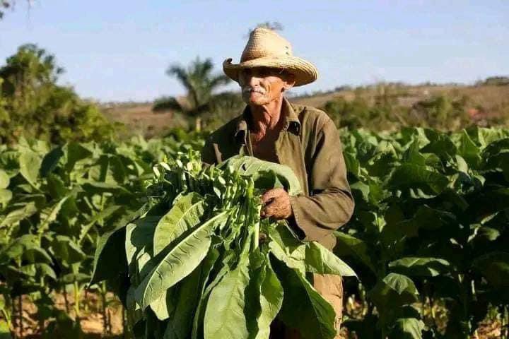 Felicidades a todos los trabajadores del sector tabacalero, el reconocimiento por su incansable labor y defensa de nuestra identidad. #GenteQueSuma #DPSGranma