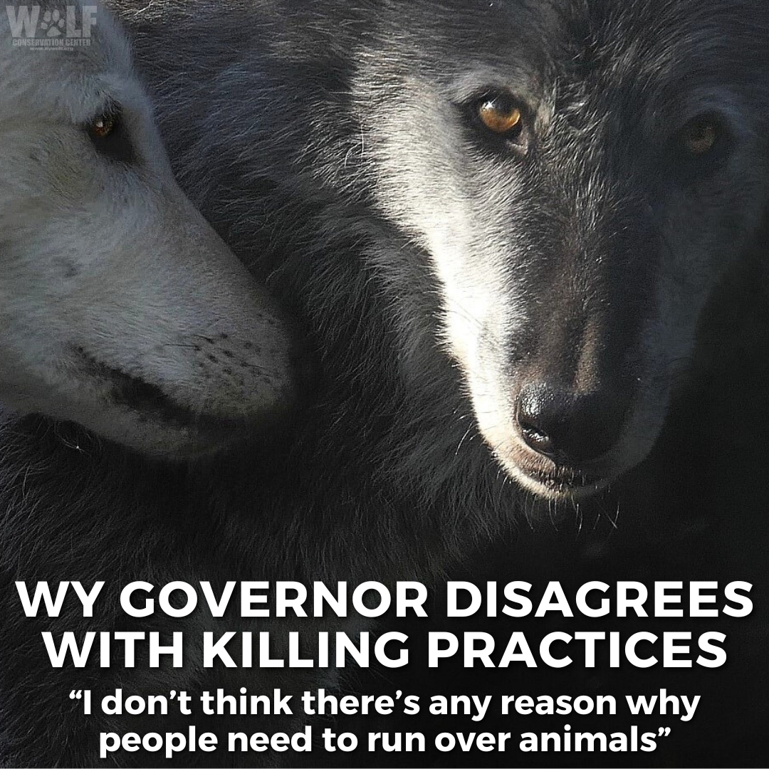 Hey @GovernorGordon, thank you for acknowledging that people shouldn't be running wolves over with snowmobiles! Now let's see some change in how wolves are treated in WY. bit.ly/4aUypId WY residents, contact your reps + ask for change! ➡️ bit.ly/4e0ruQo