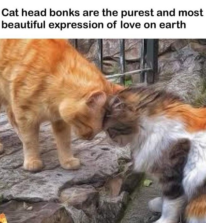 DontShowYourCat's tweet image. 