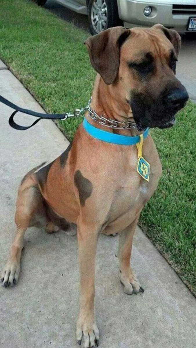 Scooby, é você meu filho?