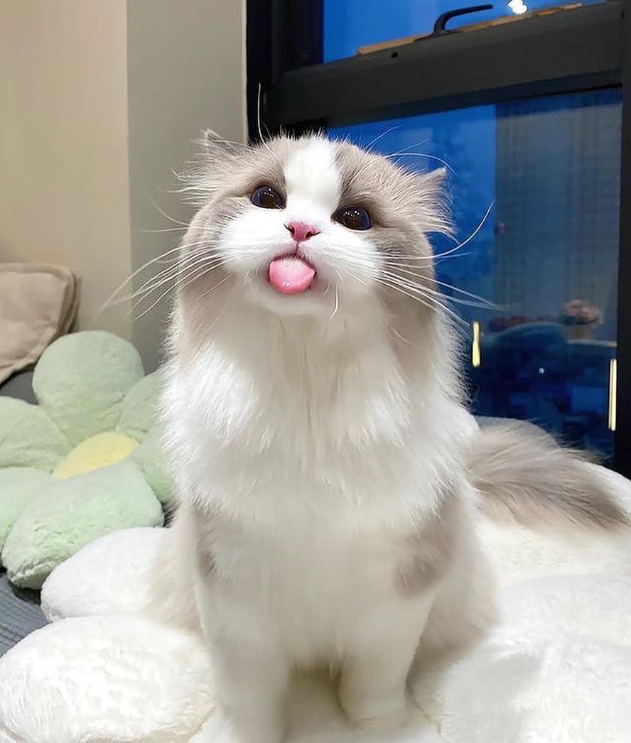 So cute 🥺❤️🥰

#MyPurrfectPaws #Cats #CatLovers
#PetCare #FelineFriends #CatLife
#PetProducts #PetAccessories
#CatToys #PetLovers #fyp 
#PetCommunity #CatTreats #FurryFriends #PetTips #CatBehavior #PetParents #CatCare #Pawsome #KittyLove #PetShop #Caturday #Meow #CatsOfTwitter