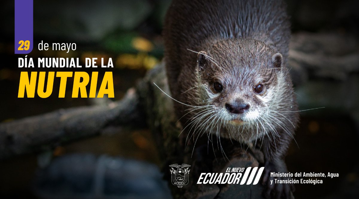 🦦 ¡Hoy conmemoramos el Día Mundial de la Nutria!

Ecuador alberga a la nutria gigante de río (Pteronura brasiliensis). Es un mamífero carnívoro que forma parte de la familia de las comadrejas (Mustelidae), también es uno de los más grandes depredadores de los bosques amazónicos.