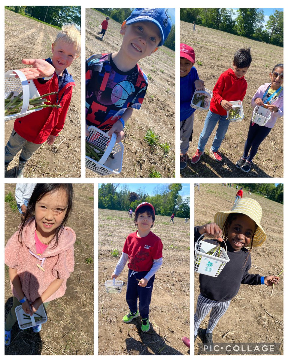 Thanks <a href="/BarrieHillFarms/">BarrieHillFarms</a>! We had a blast picking asparagus this morning! 🤍☺️ <a href="/WarnicaPS/">Warnica PS</a>