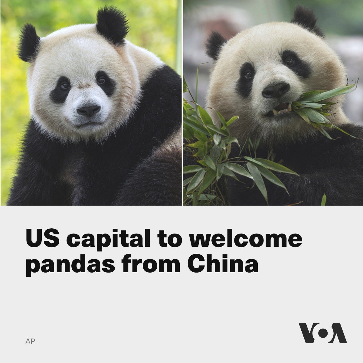 The U.S. capital city will see two prominent new visitors by the end of the year. Beijing will loan giant pandas to Washington’s Smithsonian National Zoo. voanews.com/a/us-capital-t…