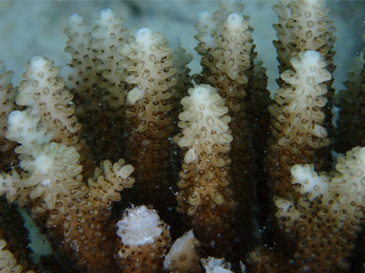 Rachael Bay tweet media