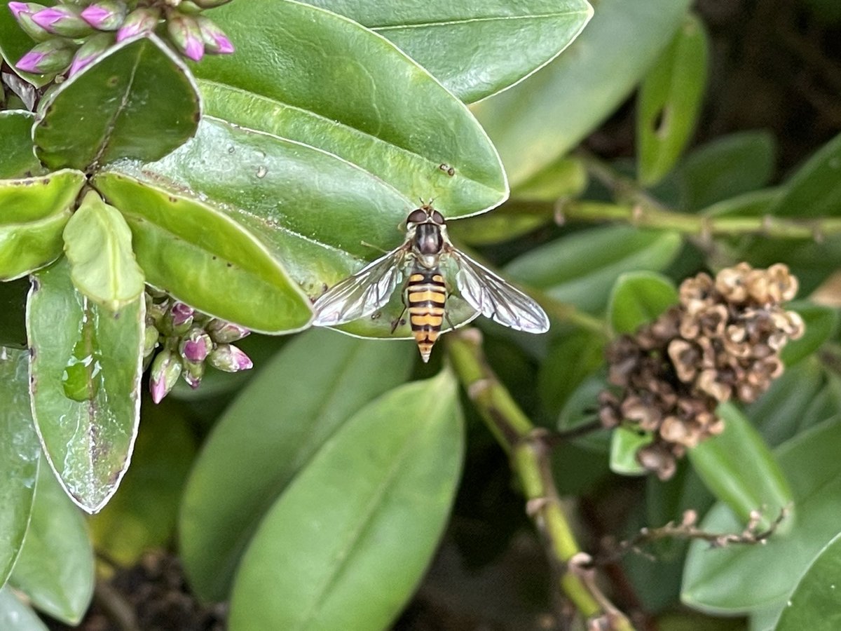 shaunyoung_'s tweet photo. The #Garden is literally #Buzzing, so many #Bees, #Hoverflies &amp; not sure what the other #insect is….#Dragonfly or #Damselfly? Anyway, pleased to see the garden so alive….🐝💛🖤🪻🌸🌺🌼🤗 #Bee #Bees #Hoverfly #Damselfly #NatureIsFantastic #SoLucky #HelpNature #HelpTheBees https://t.co/a0GwHDvvfD