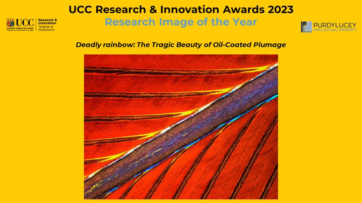 The winners of Research Image of the Year 2023 are Dr Richard Unitt and Emma Murphy. Their image, ‘Deadly Rainbow: The Tragic Beauty of Oil-Coated Plumage’, was taken during a study of how crude oil affects the permeability of Manx shearwater feathers. #UCCResearchAwards