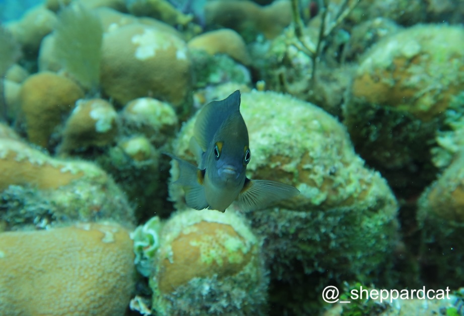 Second PhD paper out today in Biology Letters @RSocPublishing. Individual behavioural variation creates 'landscape of fear' between competitors in coral reef fish. royalsocietypublishing.org/doi/10.1098/rs… with @RemoteReefs @Sal_Keith @DanExton @Lisa_B_E